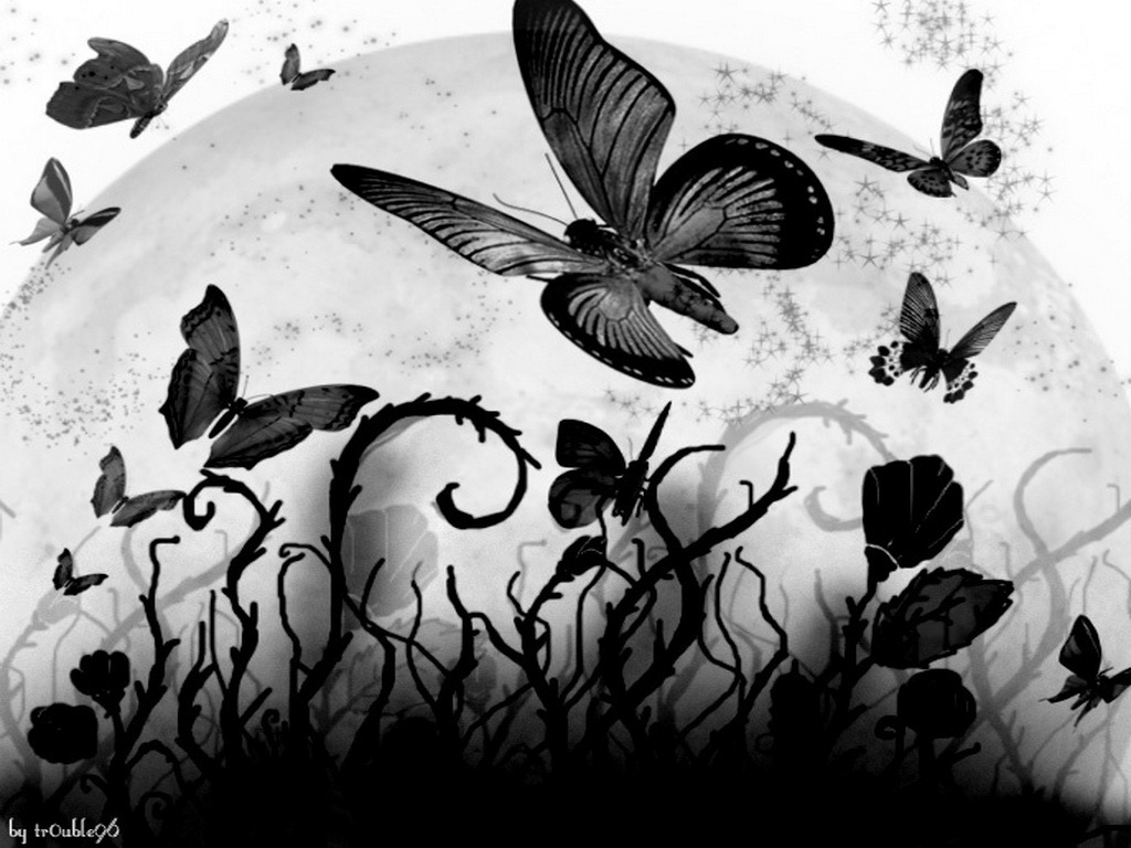 Black Butterfly Images Hd - HD Wallpaper 