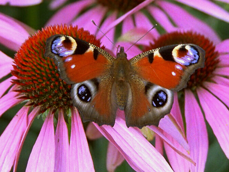 Zehirli Kelebek - HD Wallpaper 