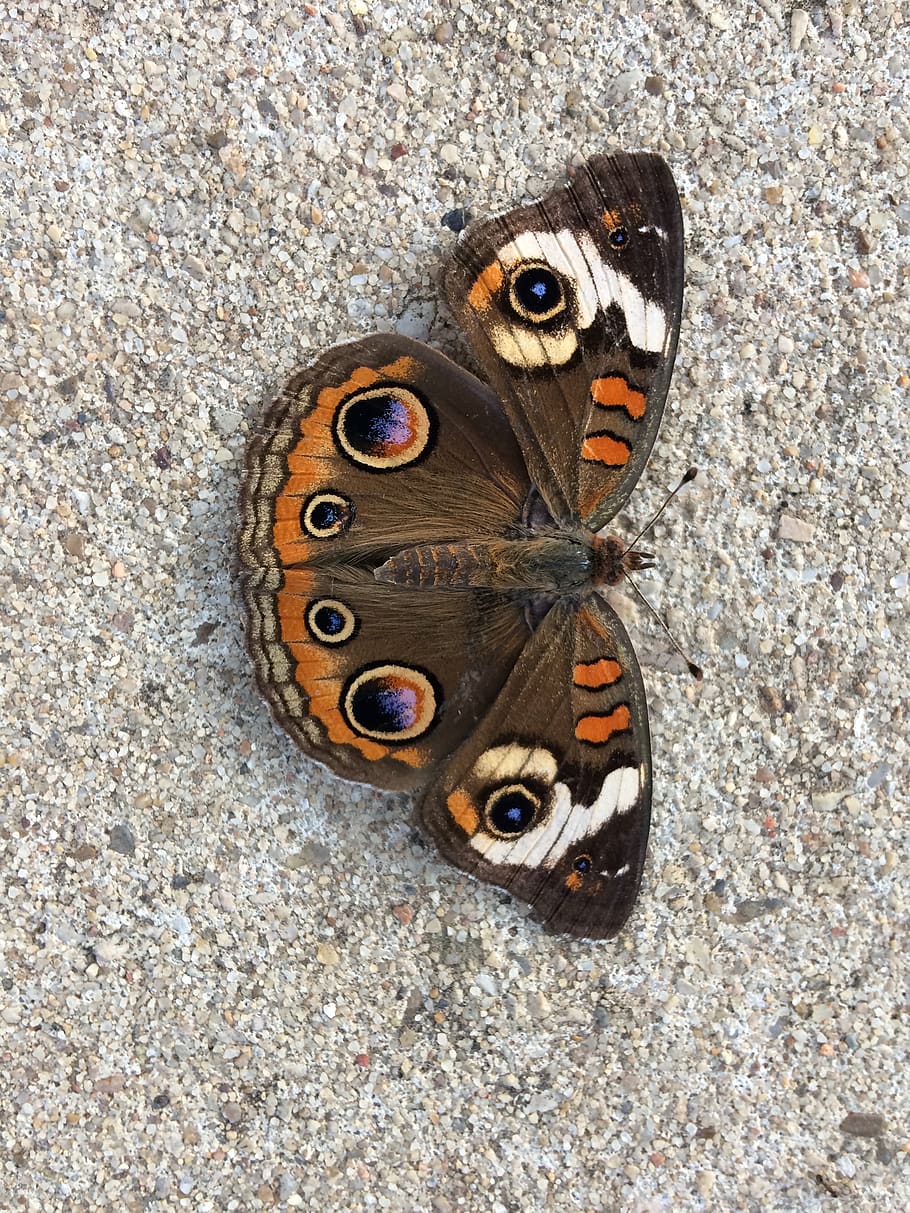 Butterfly, Summer, Nature, Insect, Wing, Colorful, - Apatura - HD Wallpaper 