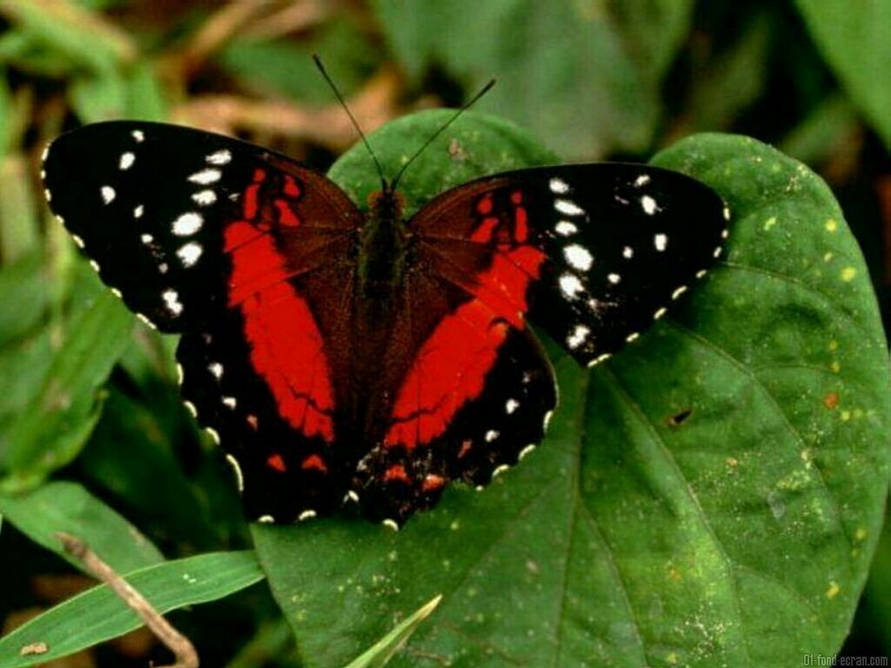 Black With Red Butterfly - HD Wallpaper 