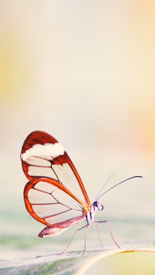 Butterfly Wallpaper For Smartphone - HD Wallpaper 