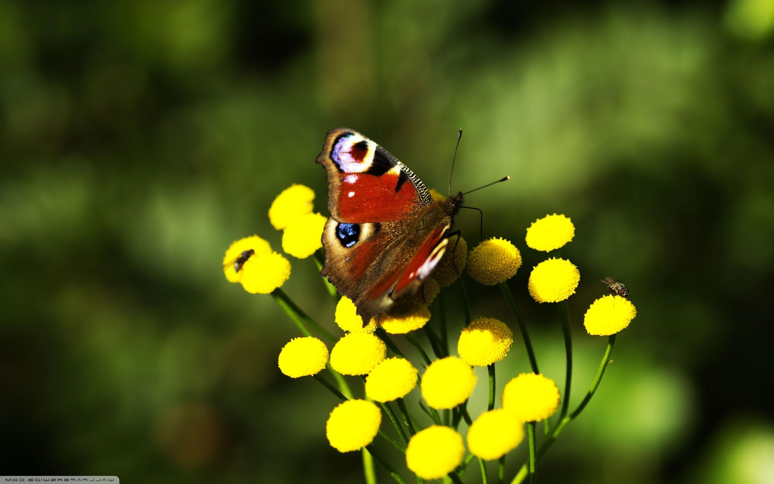 Aglais Io - HD Wallpaper 