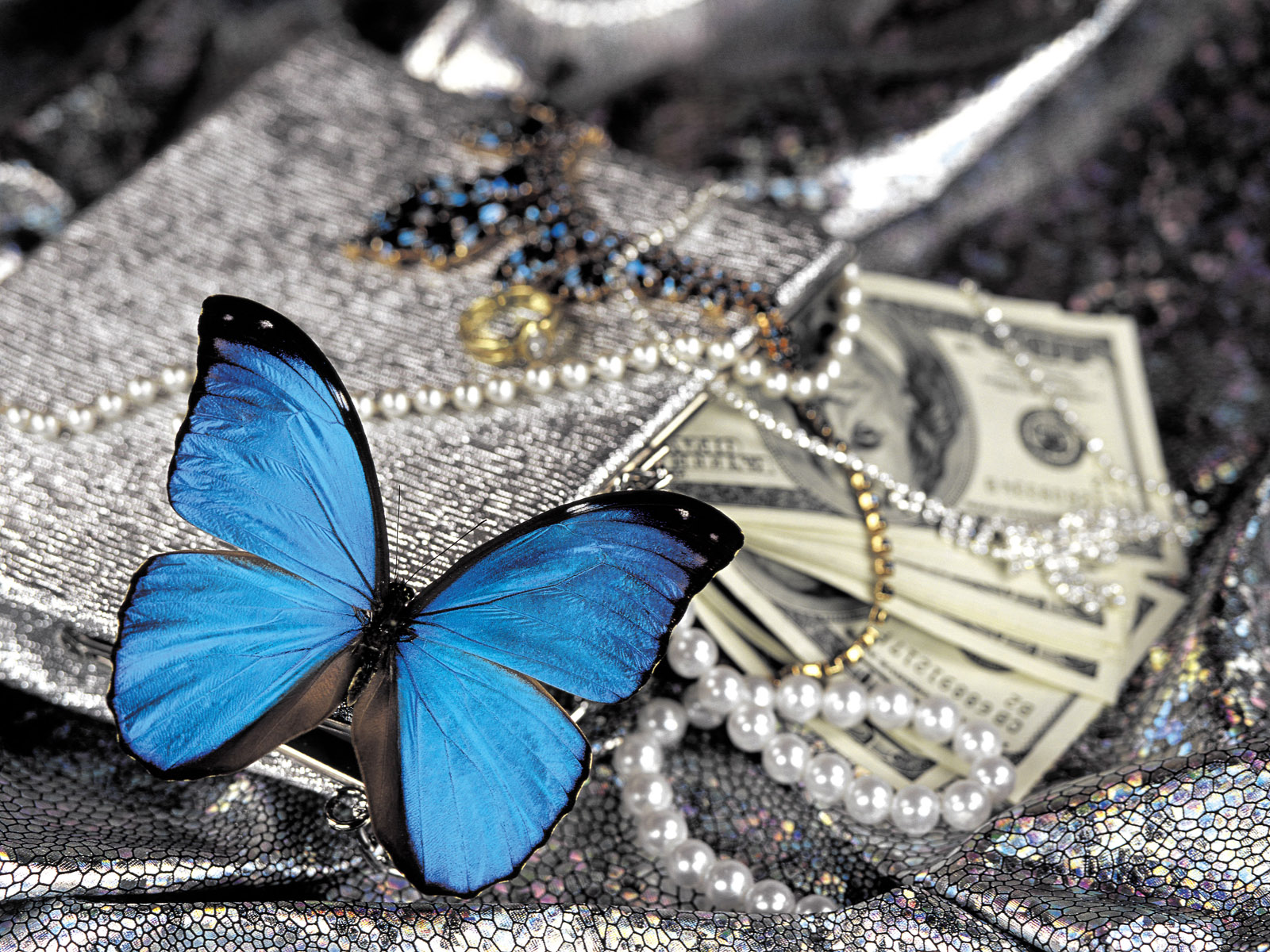 Blue & Black Butterfly - Blue Butterfly Cover Photos For Facebook - HD Wallpaper 