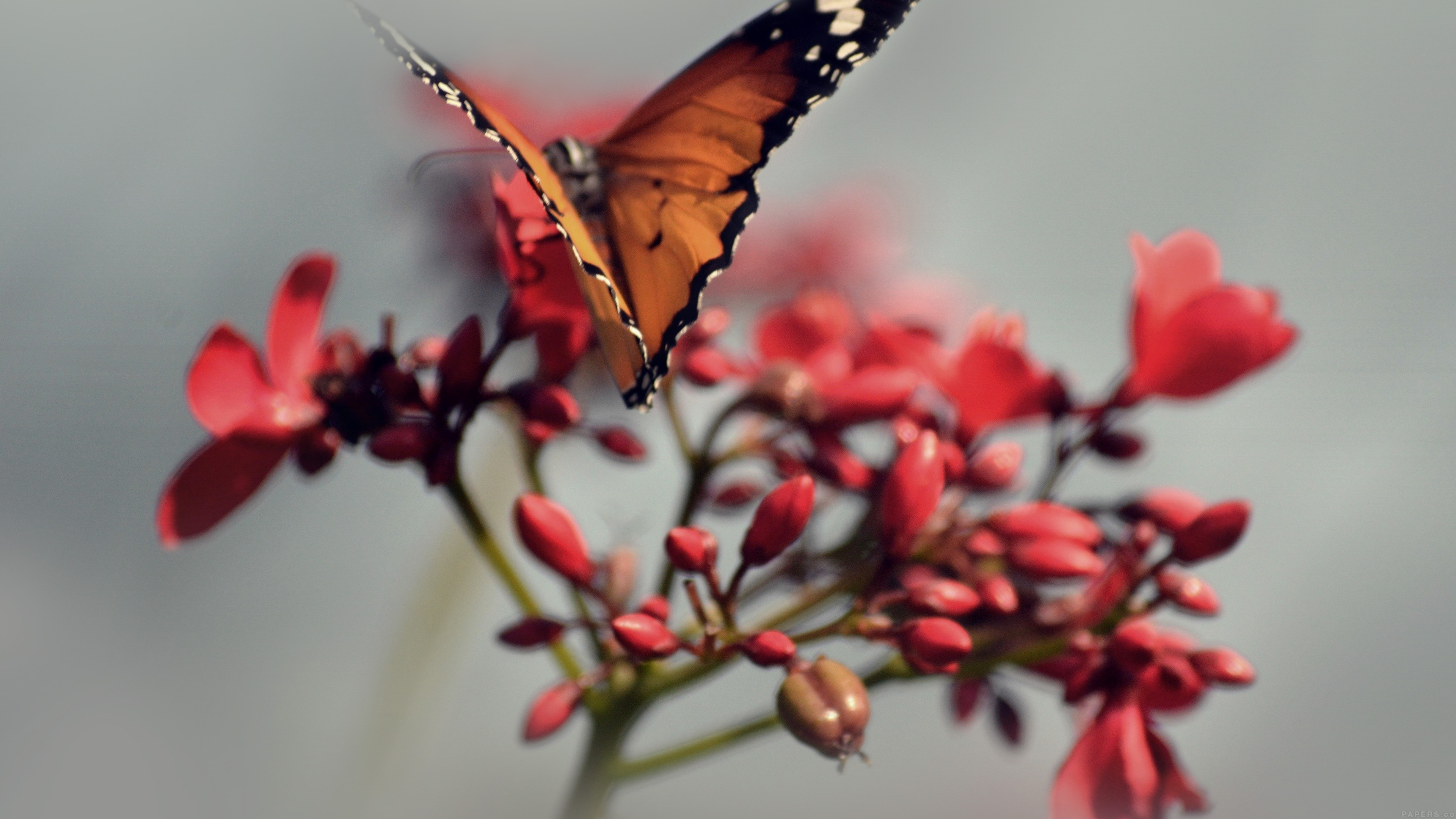 Nature Butterfly Wallpaper Iphone - HD Wallpaper 