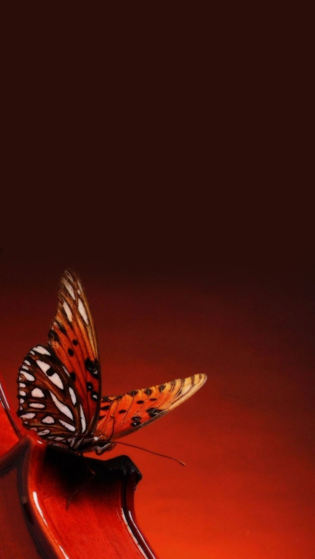 A Butterfly Landing On A Violin - Violin - HD Wallpaper 