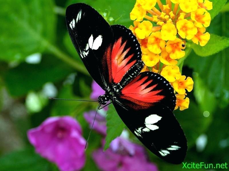 Free Wallpaper Flowers And Butterflies Wallpapers Beautiful - Beautiful Butterfly Images Hd Free Download - HD Wallpaper 
