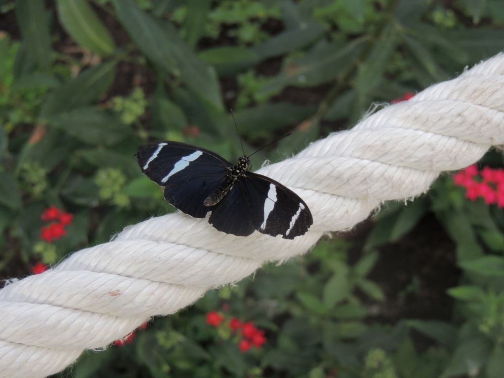 Black Butterfly, Rope, Wings - Black And White Longwing Butterfly - HD Wallpaper 