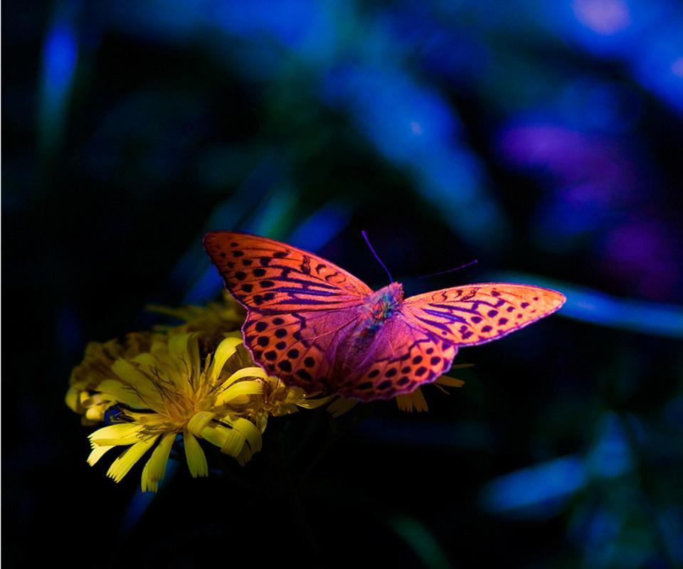 Butterfly Hd - Beautiful Butterfly Hd 3d - HD Wallpaper 