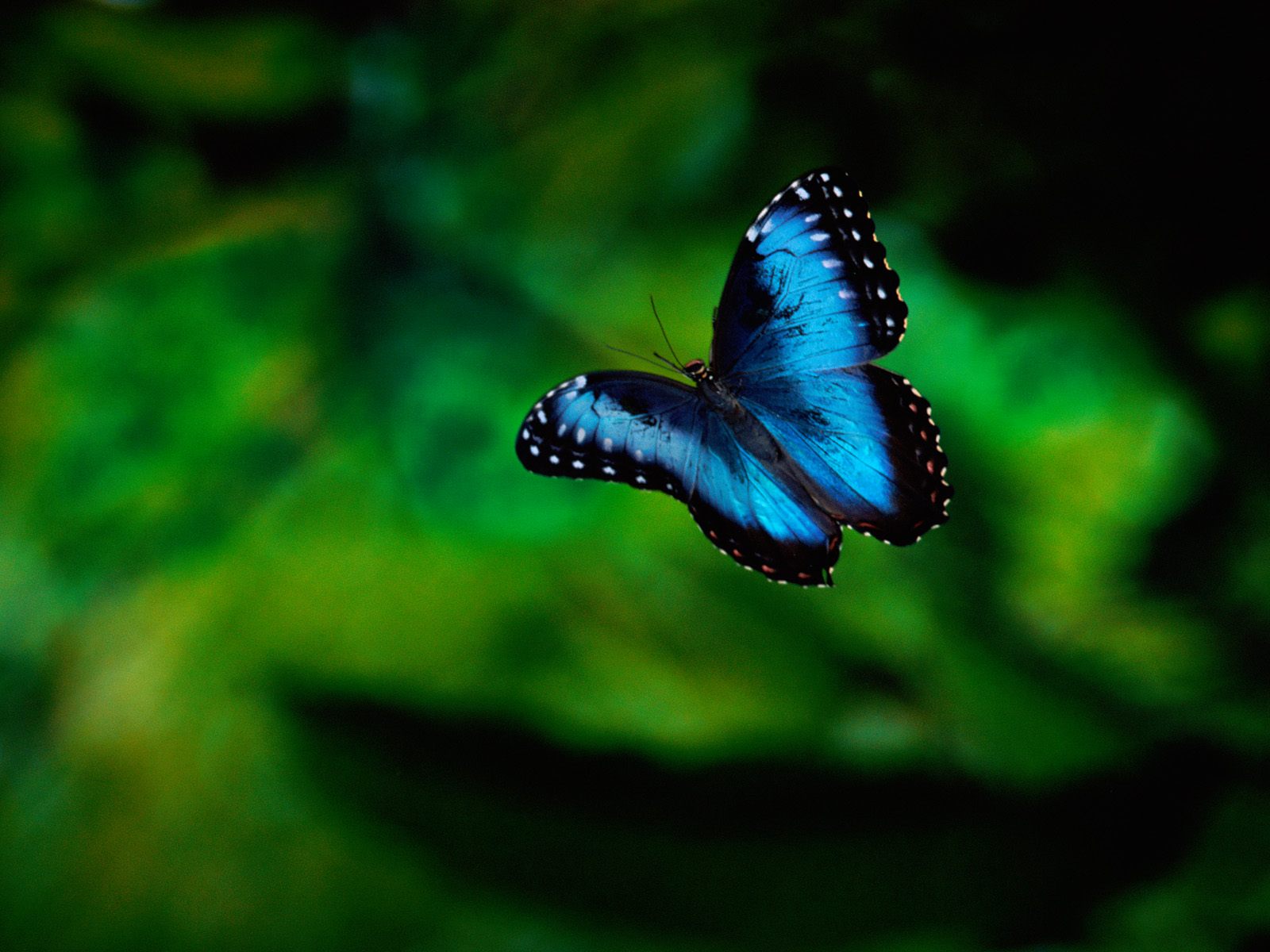 black Butterfly Flies On Background , Download Photo - Real Blue Butterfly  Flying - 1600x1200 Wallpaper 
