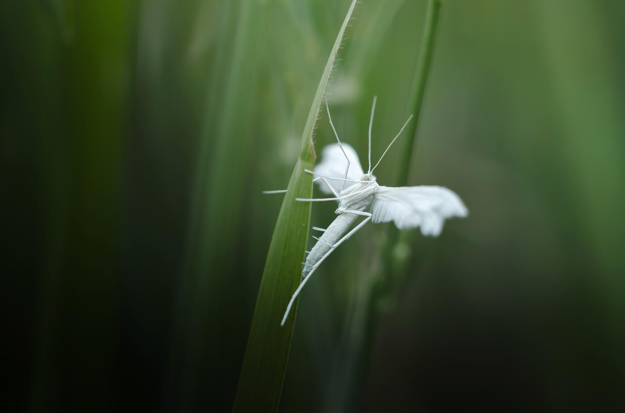 Butterfly Wallpapers By Wallpaperxyz - Macro Photography - HD Wallpaper 