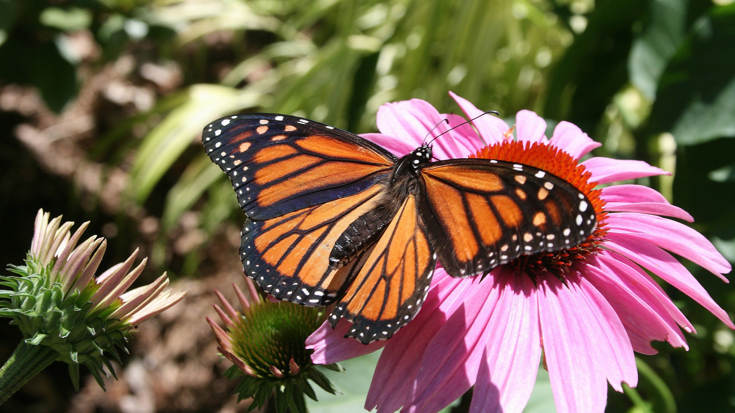 Monarch Butterfly - HD Wallpaper 