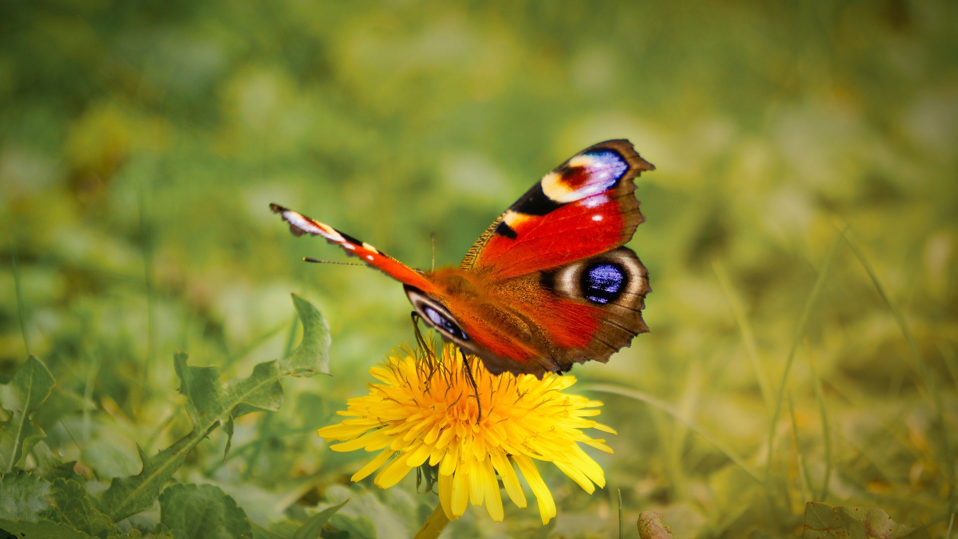 Red Brown And Black Butterfly On Yellow Daisy - Gift - HD Wallpaper 