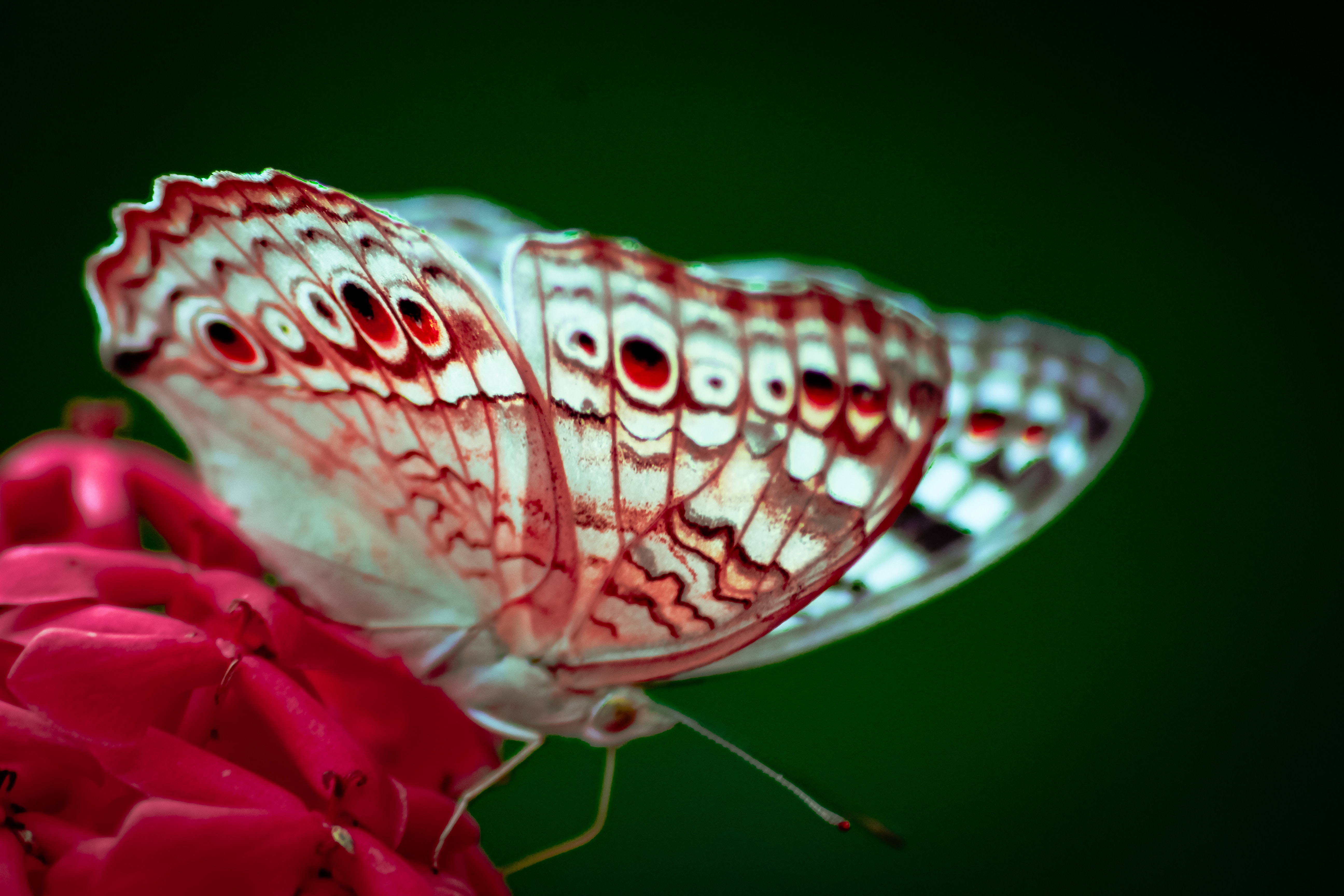 Brush-footed Butterfly - HD Wallpaper 