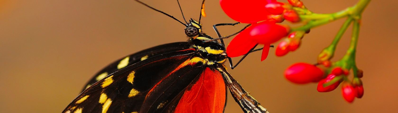 Red Butterfly - Insect - HD Wallpaper 