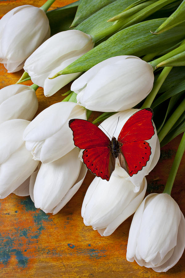 White Flowers And Butterflies - HD Wallpaper 