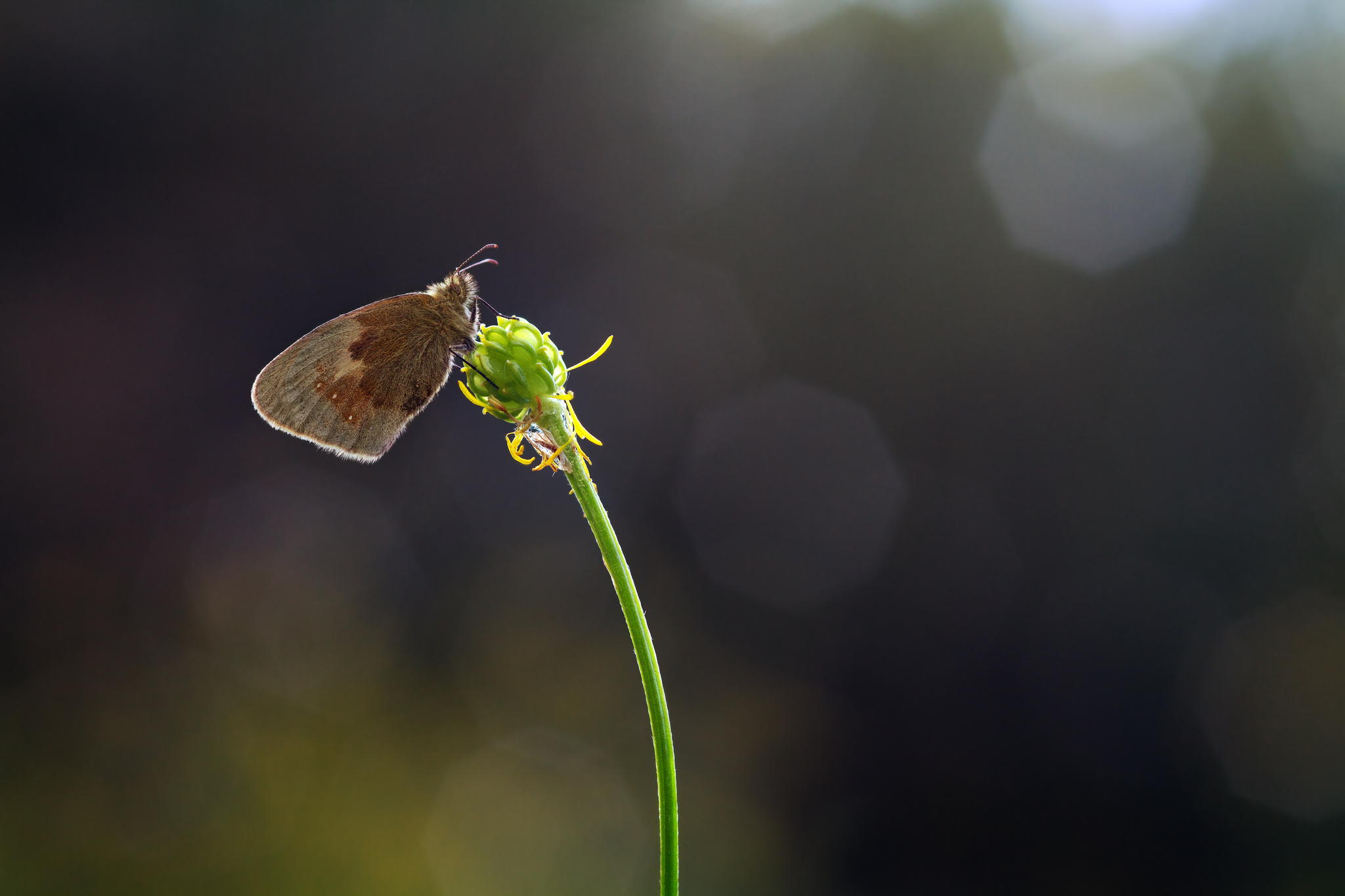 Macro Photography - HD Wallpaper 