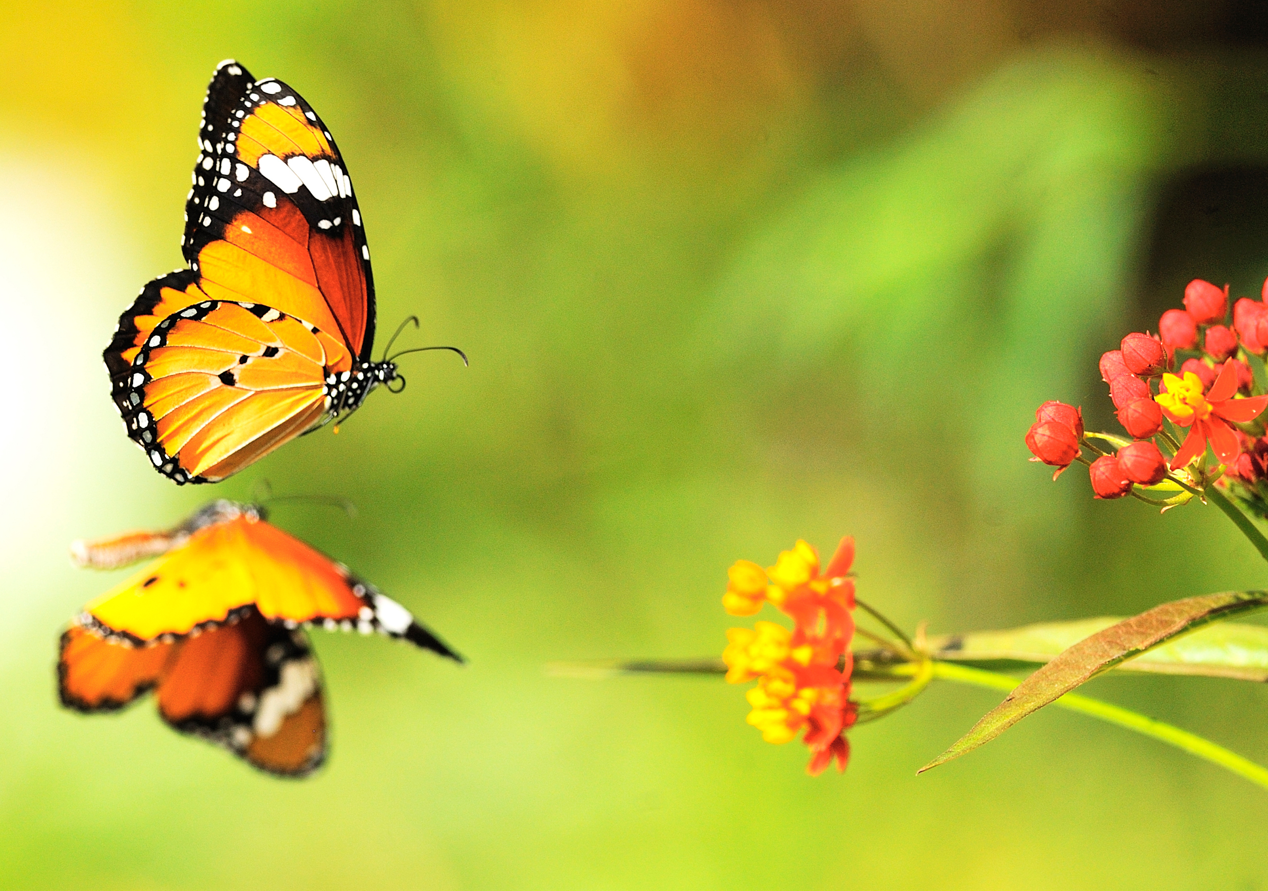 Flowers, Butterfly, Birds - Happy New Year Butterfly Gif - HD Wallpaper 