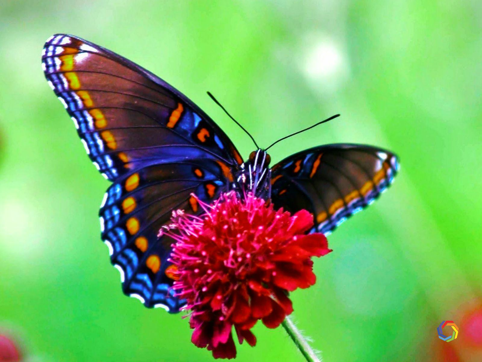 High Definition Image Butterfly - HD Wallpaper 