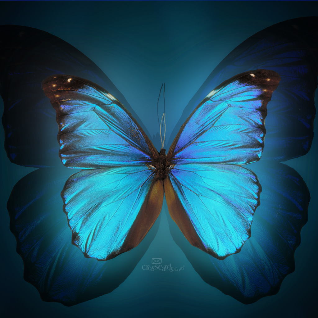 Butterfly Desktop Wallpaper - Phone Wallpaper Morpho Butterfly - HD Wallpaper 
