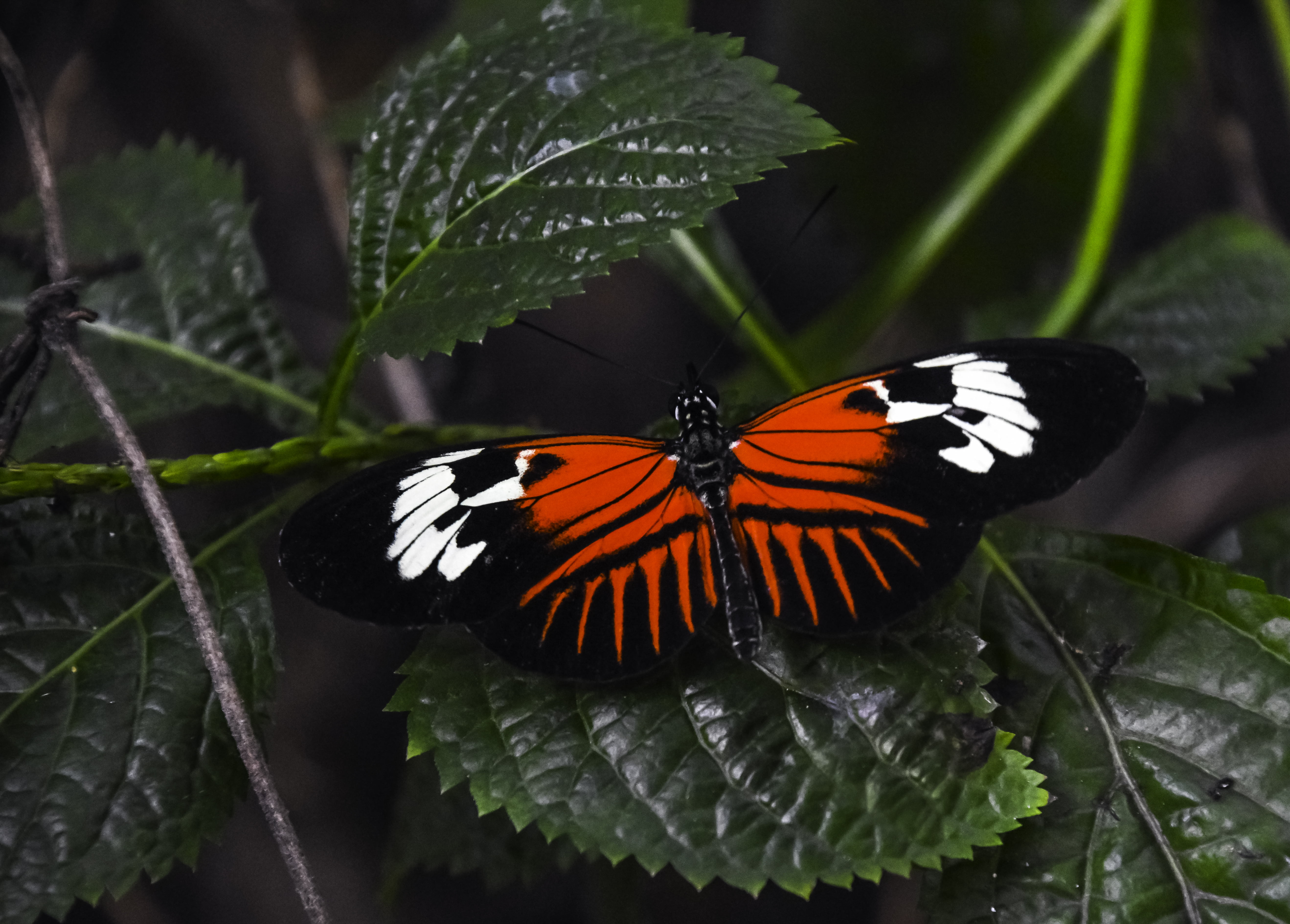 Orange And Red Butterflies - HD Wallpaper 