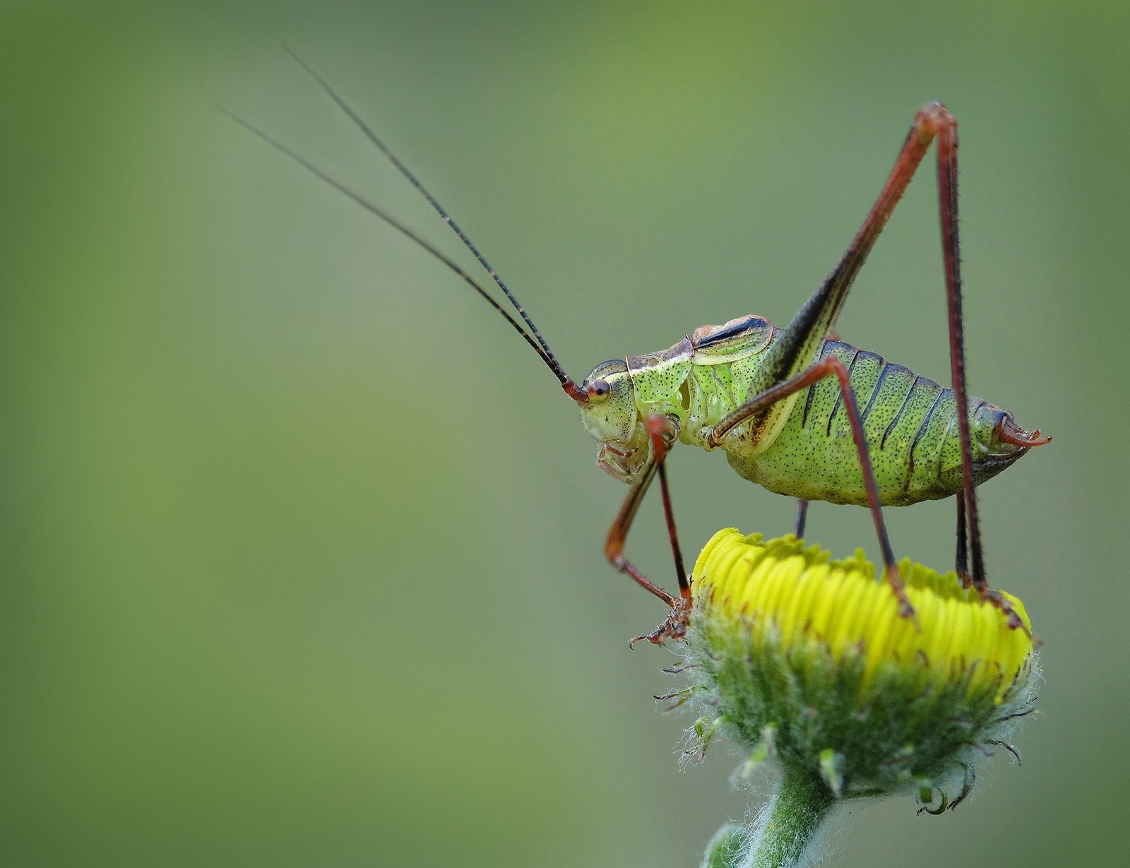 Insect - HD Wallpaper 