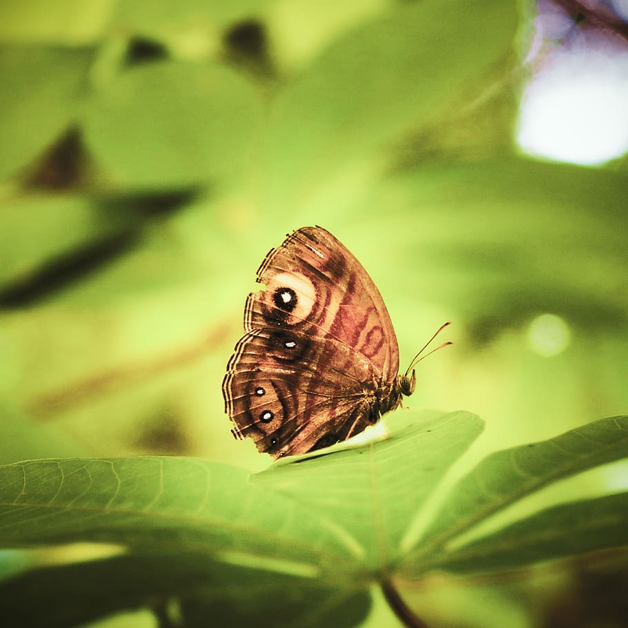 Butterfly, Nature, Outdoor, Butterflies, Wings, Macro, - Mariposa En El Aire - HD Wallpaper 