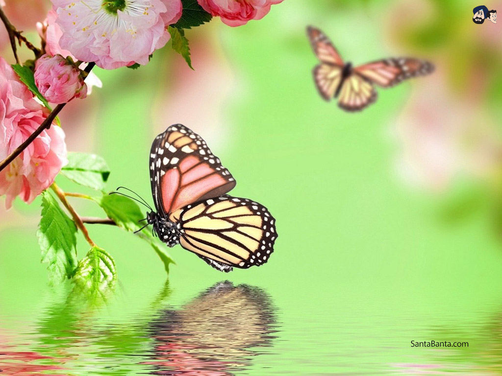 Butterfly - Hd Pics Of Butterflies - HD Wallpaper 
