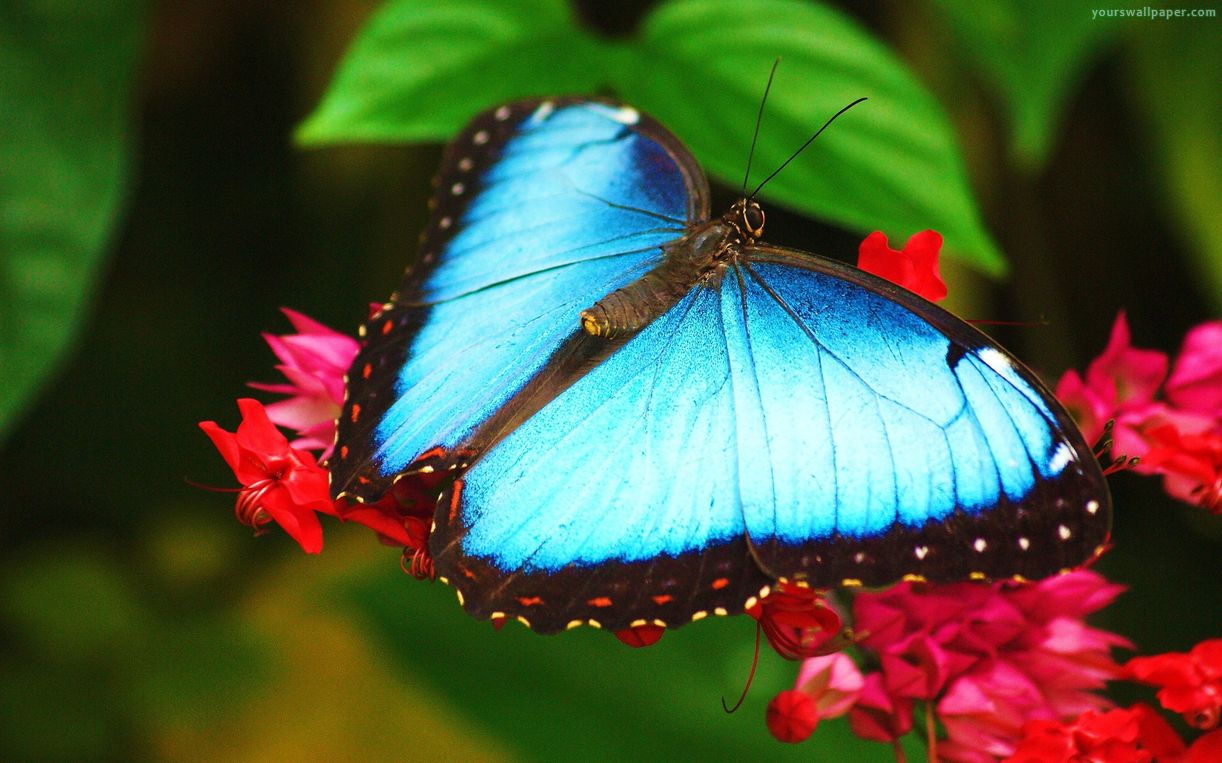 Blue Clipper Butterfly Background Wallpaper - Blue Morpho Butterfly Pretty - HD Wallpaper 