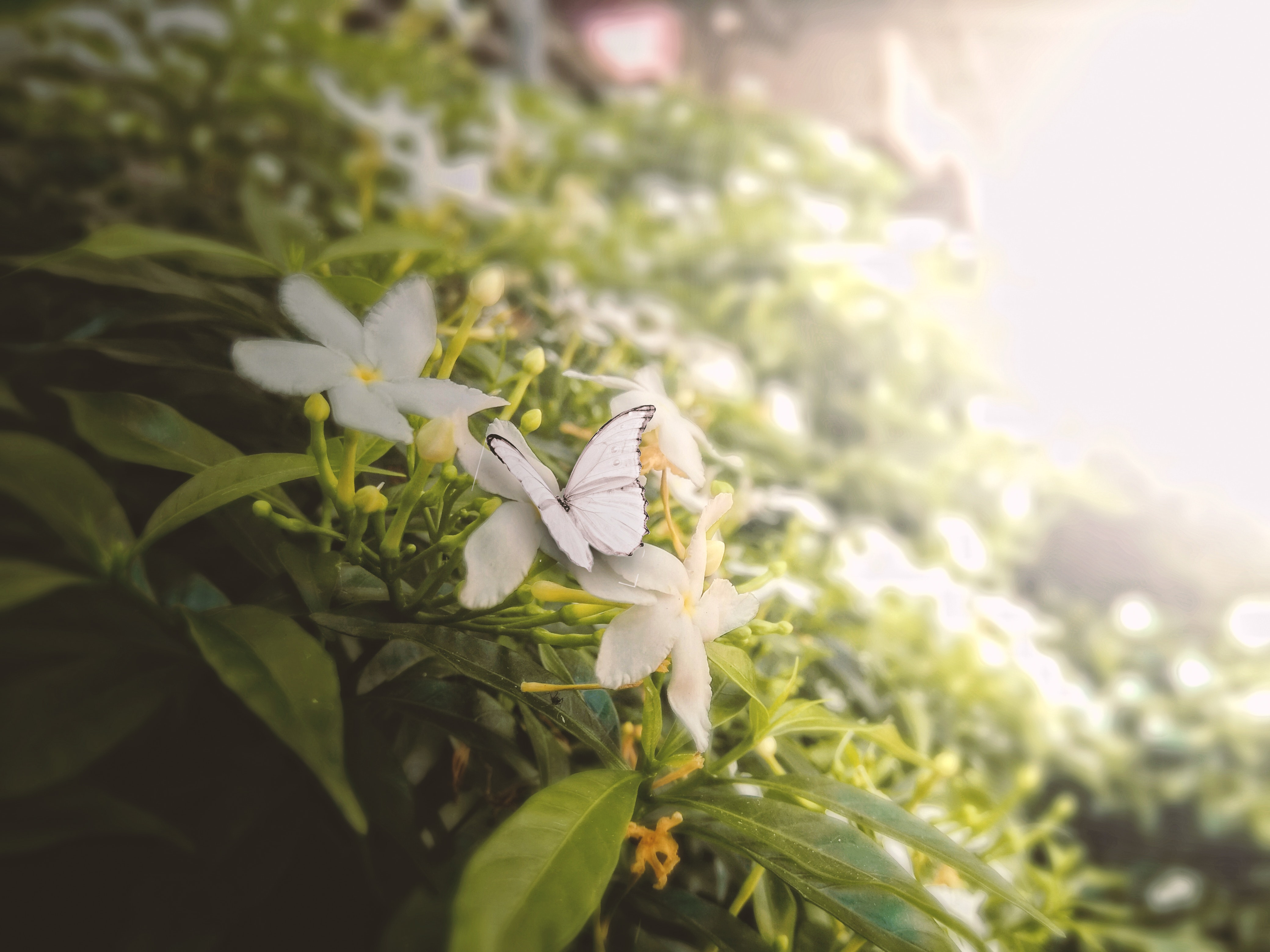 Jasmine - HD Wallpaper 