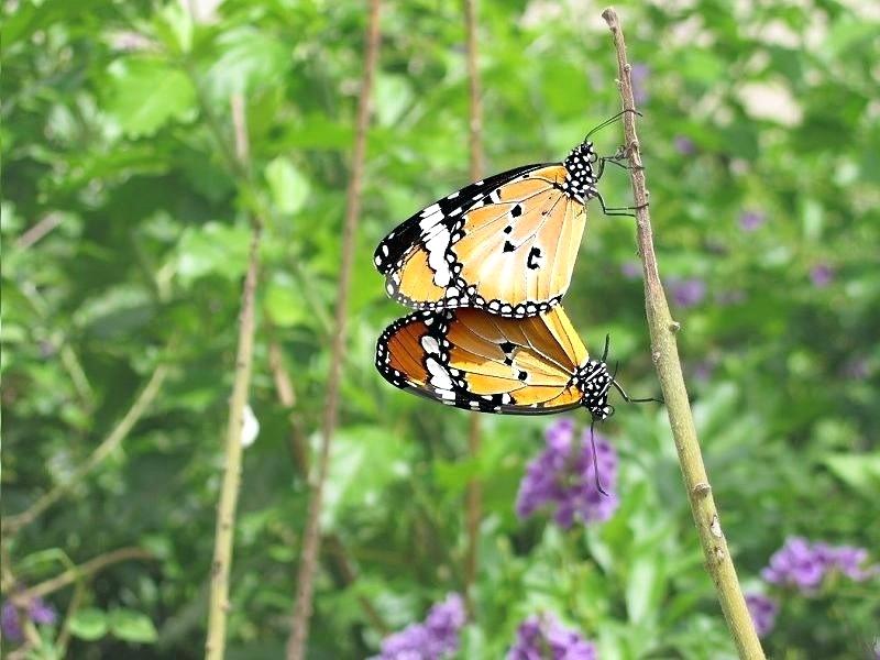 Flowers With Butterfly Wallpaper Hd Butterflies Flowers - Monarch Butterfly - HD Wallpaper 