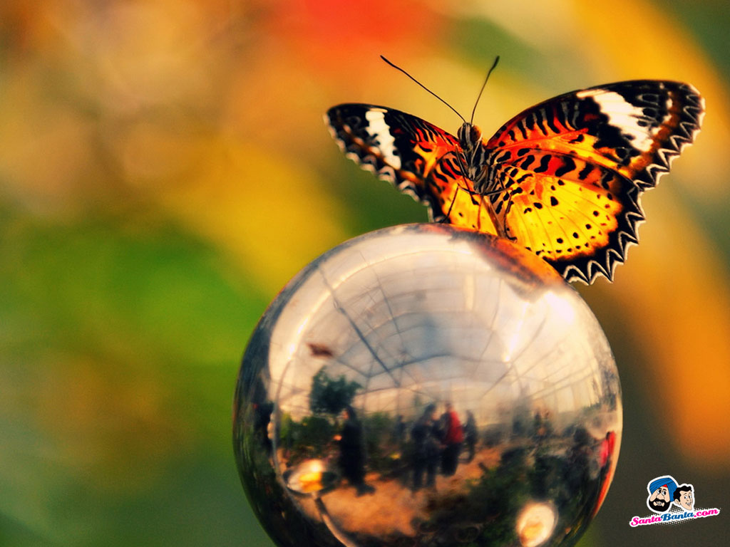 Butterfly Wallpaper - Best Butterfly Wallpaper Hd - HD Wallpaper 