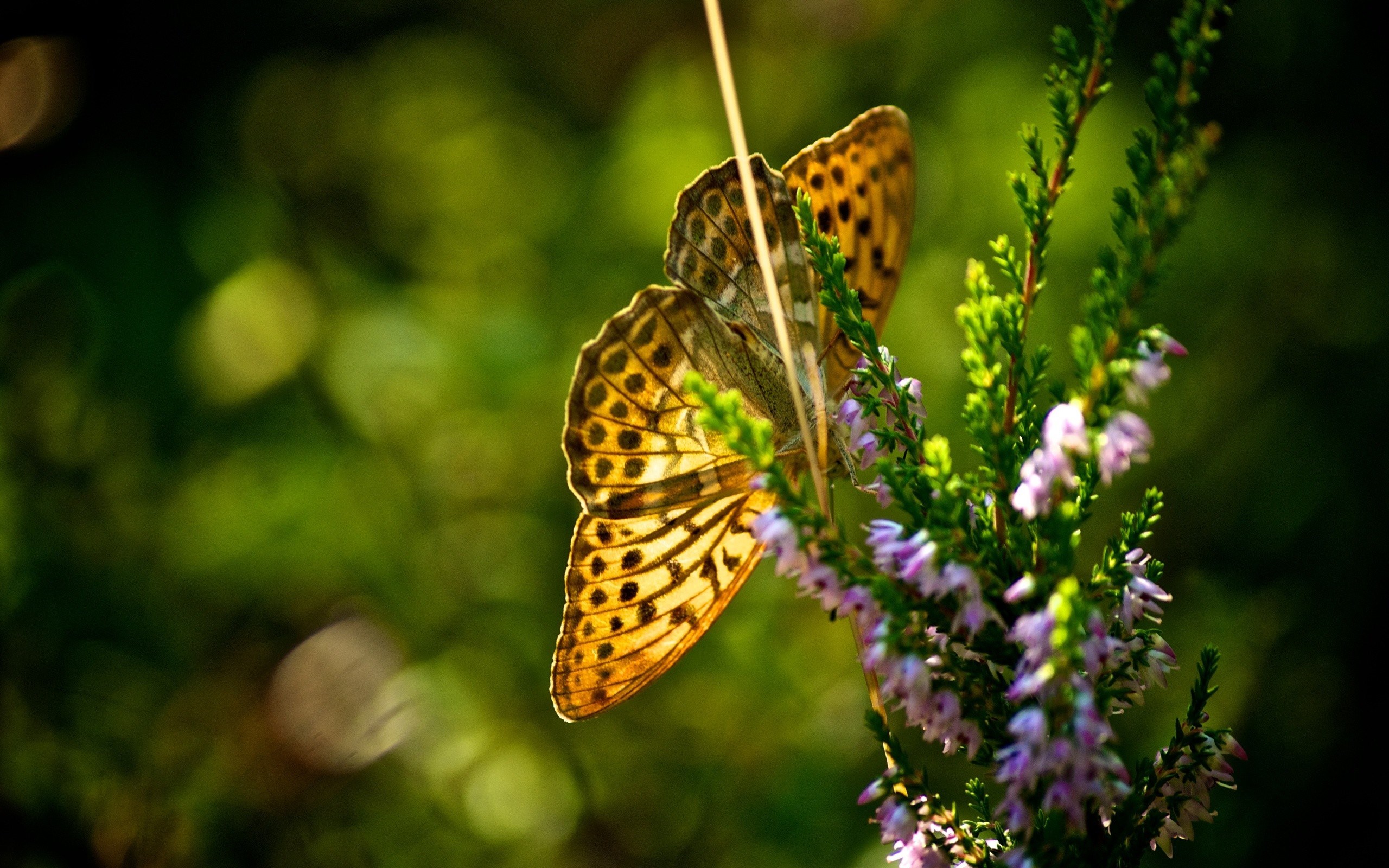 Butterfly - HD Wallpaper 