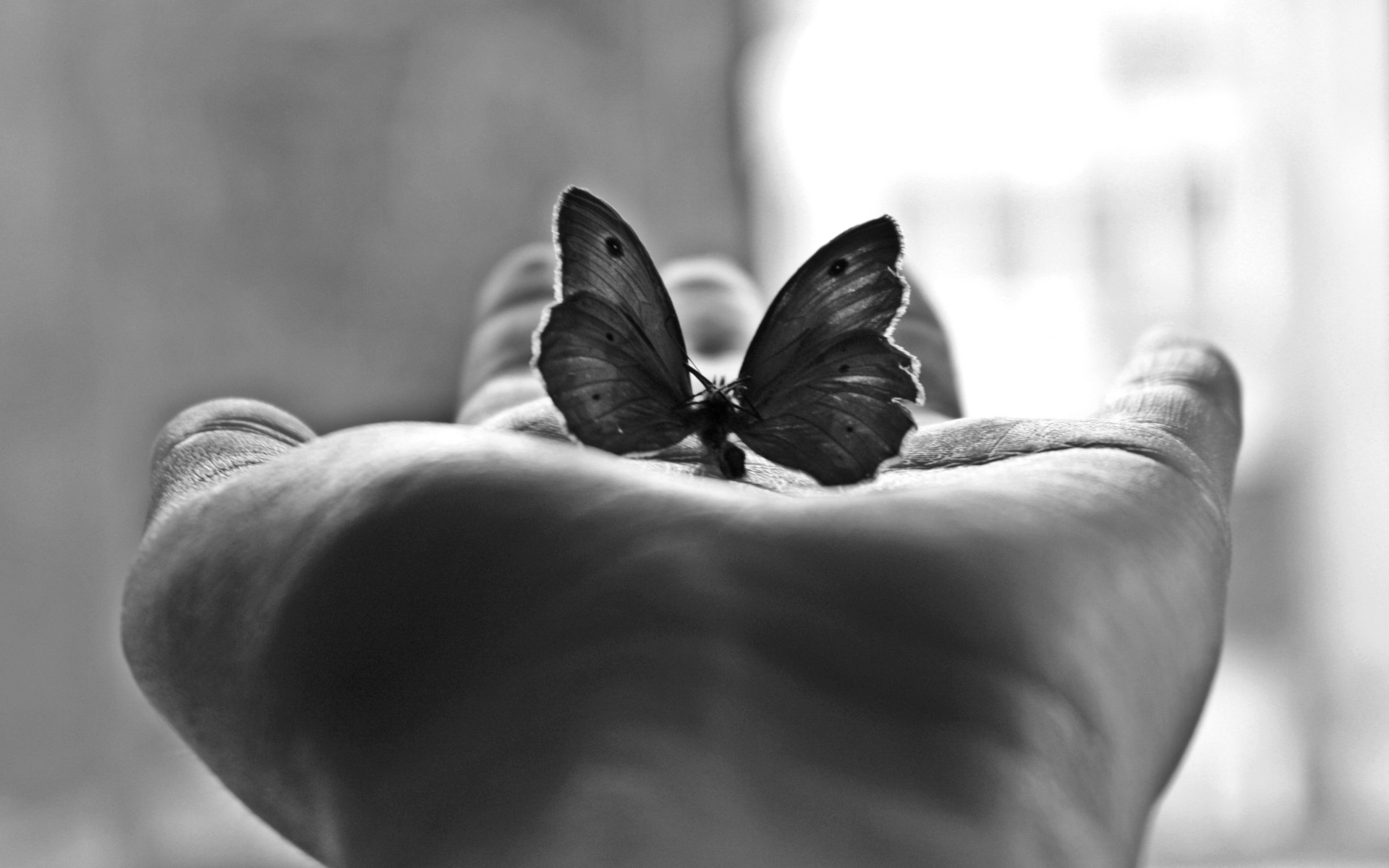Butterfly On Hand Black And White - HD Wallpaper 