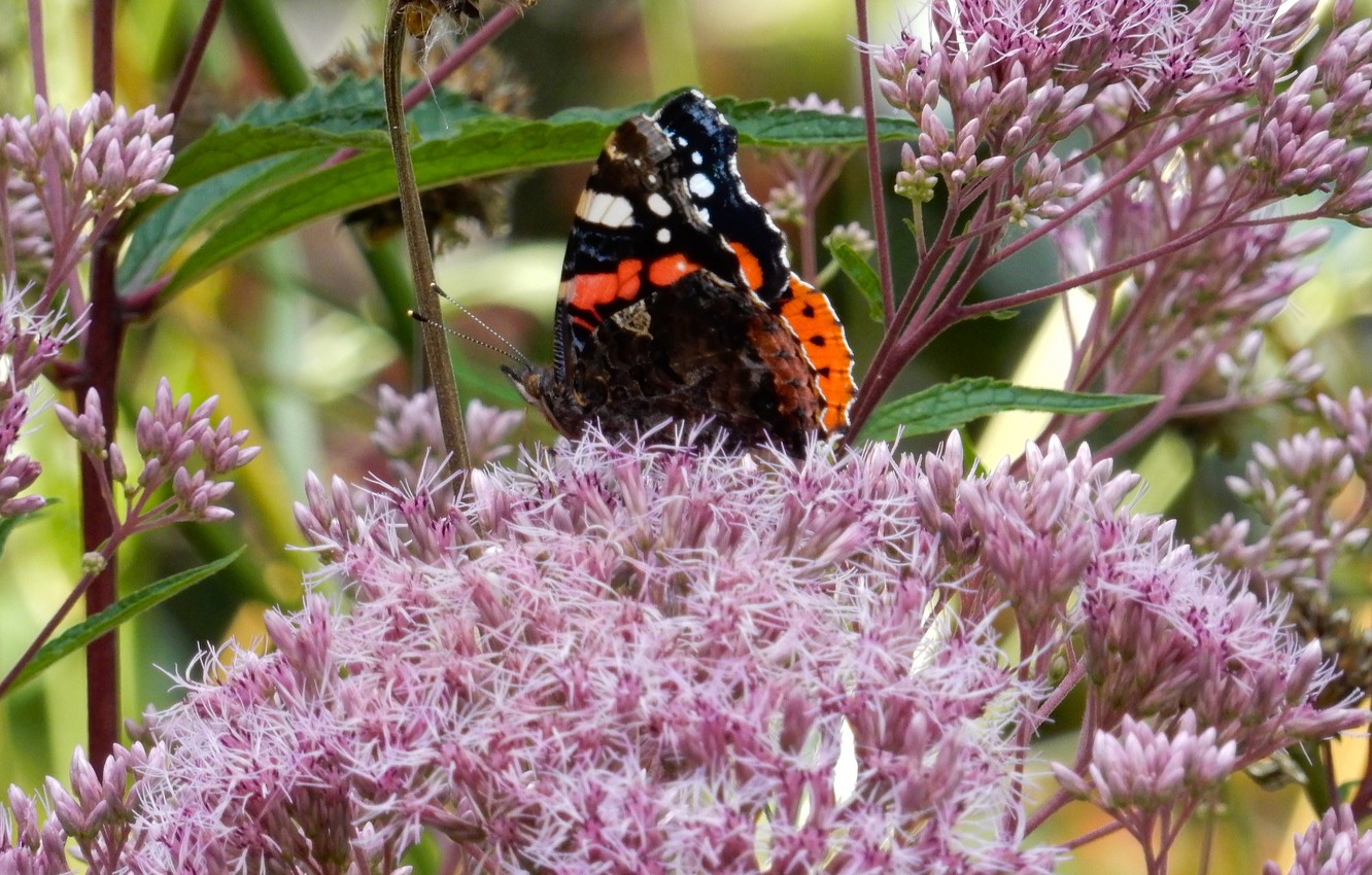Photo Wallpaper Flower, Grass, Flowers, Widescreen, - American Painted Lady - HD Wallpaper 