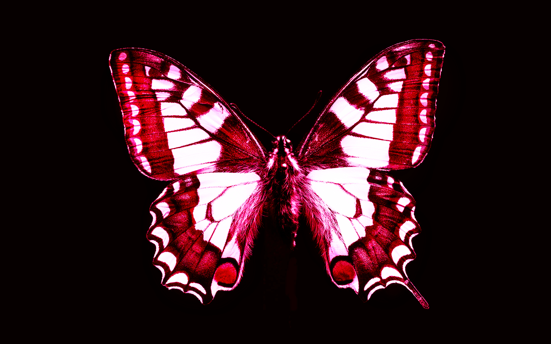 Red & White Butterflies - HD Wallpaper 