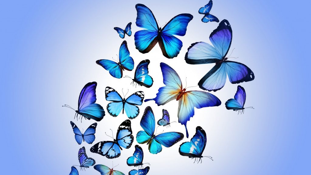 Butterfly Desktop Wallpaper Free Download Butterfly - Blue Butterfly Wallpaper Hd - HD Wallpaper 
