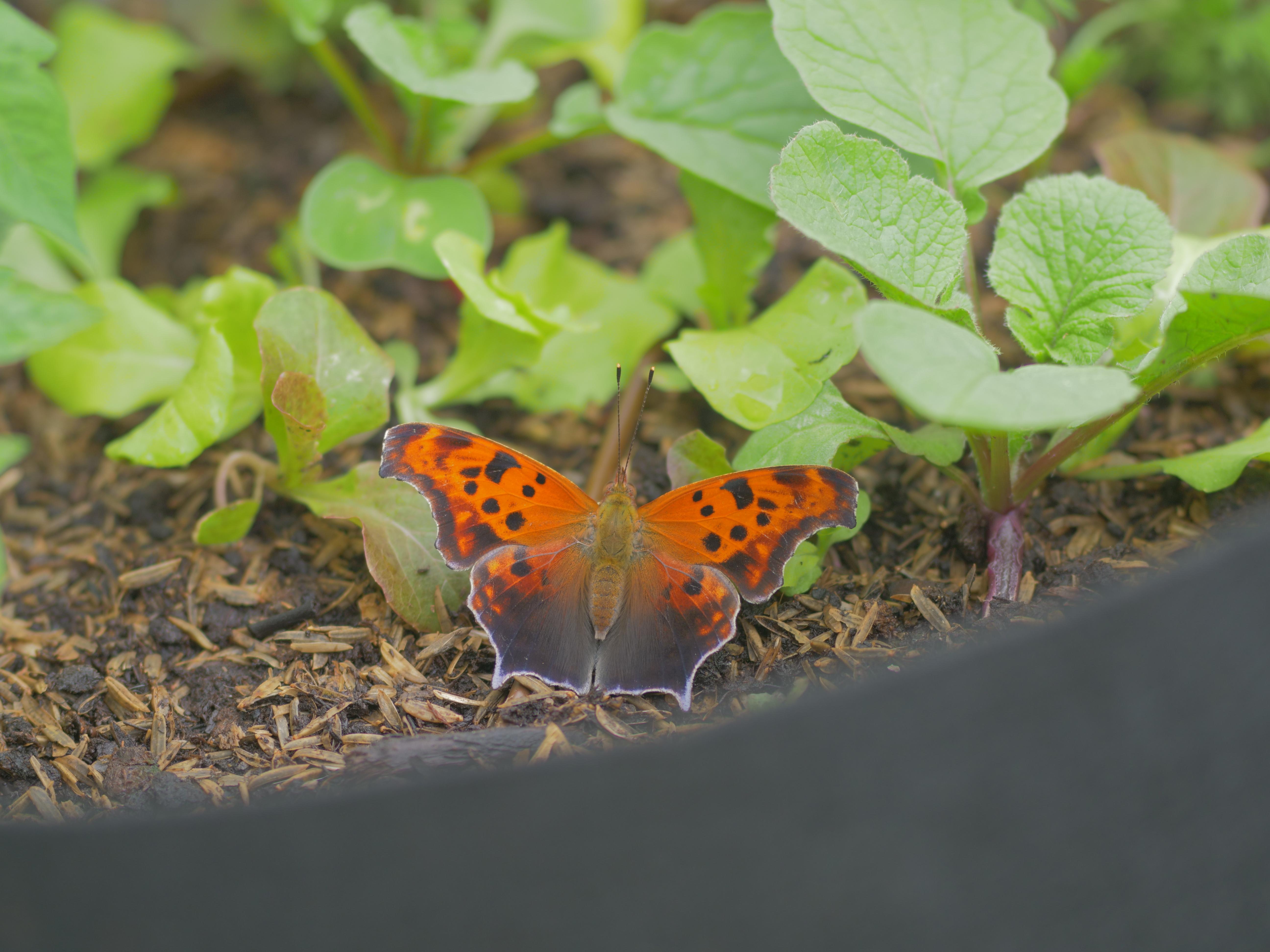 American Painted Lady - HD Wallpaper 