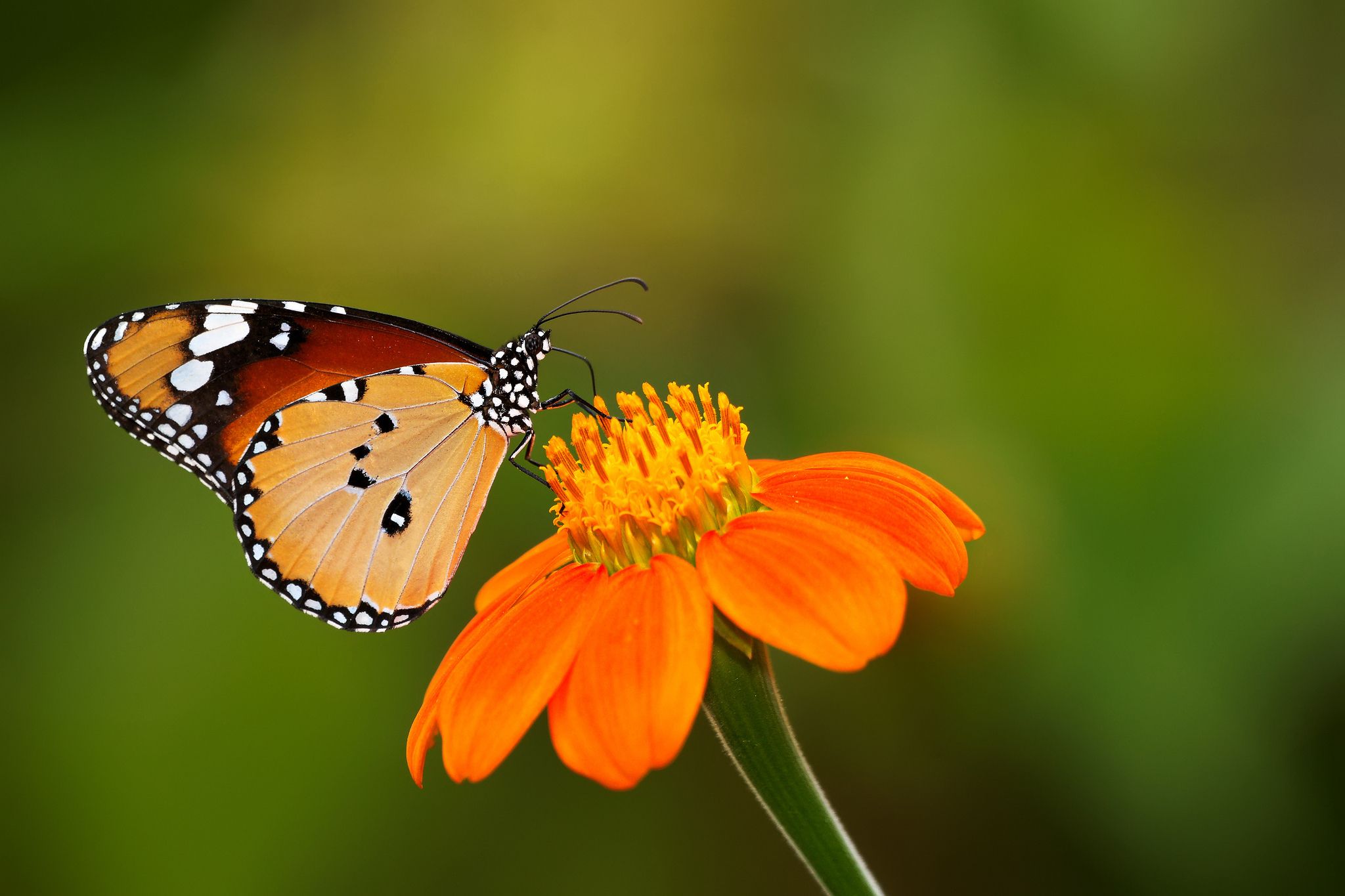 Cute Butterfly Wallpaper - Beautiful Orange Color Butterfly - HD Wallpaper 