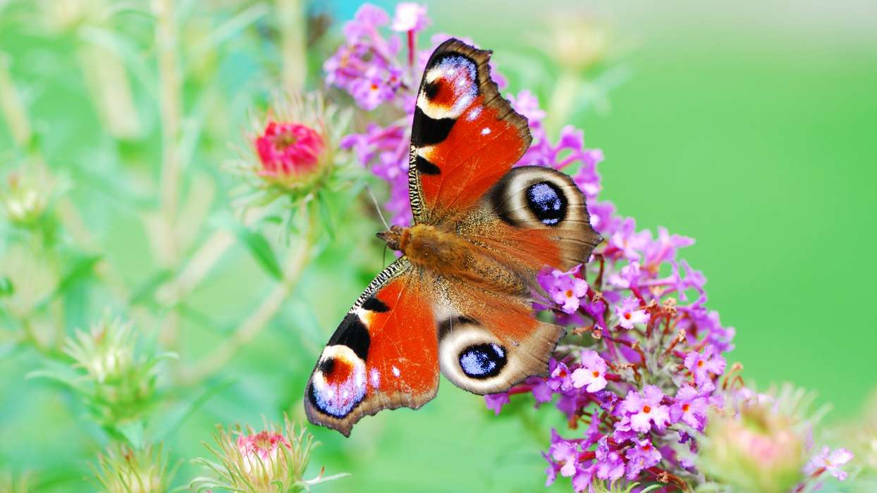 Download Mobile Wallpaper Butterflies, Insects For - Butterfly Beautiful  Wallpaper Flower - 1244x700 Wallpaper 