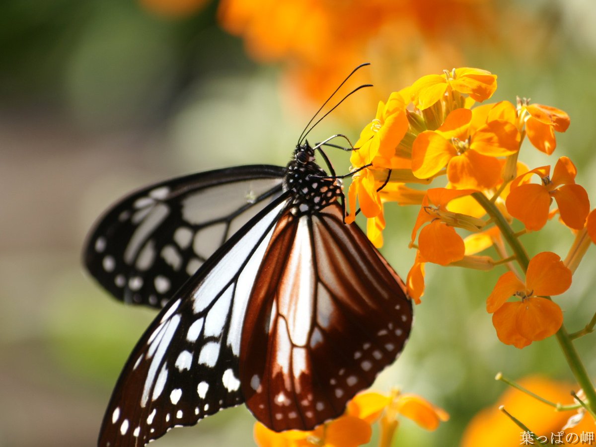 Butterfly On Flower Photograph - HD Wallpaper 