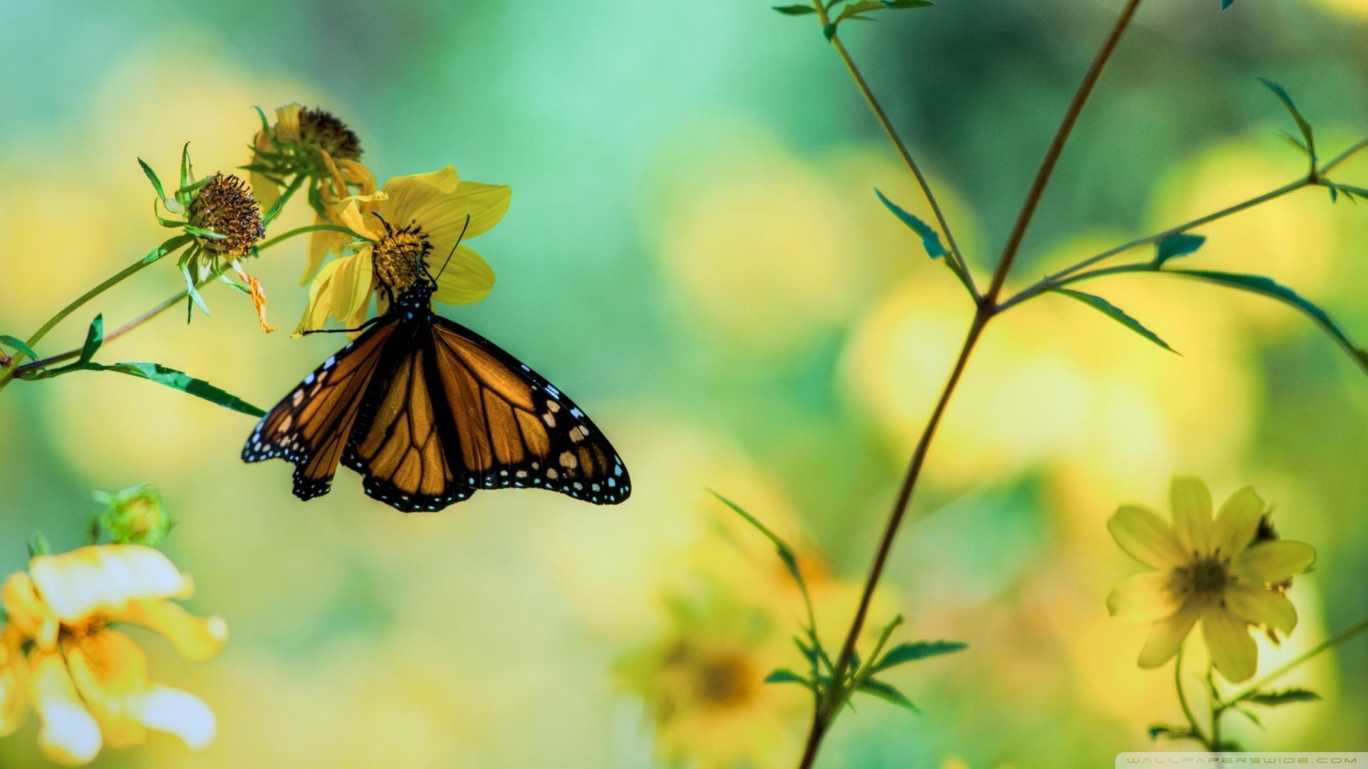 1920x1080, 30 Colorful Butterfly Wallpapers Free To - Facebook High Quality Cover - HD Wallpaper 