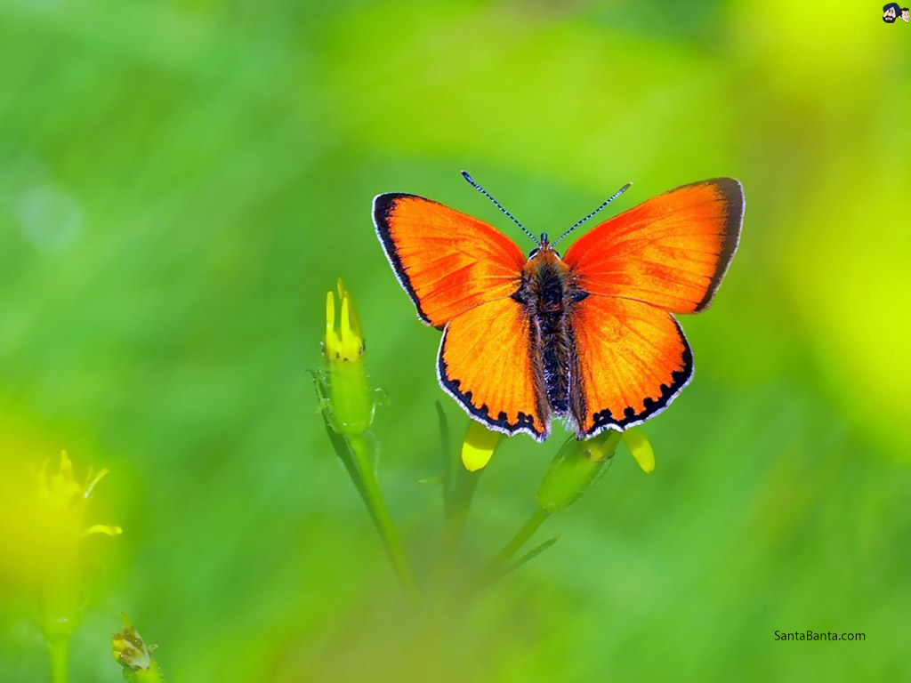 Butterfly - Nature Of Butterfly - HD Wallpaper 