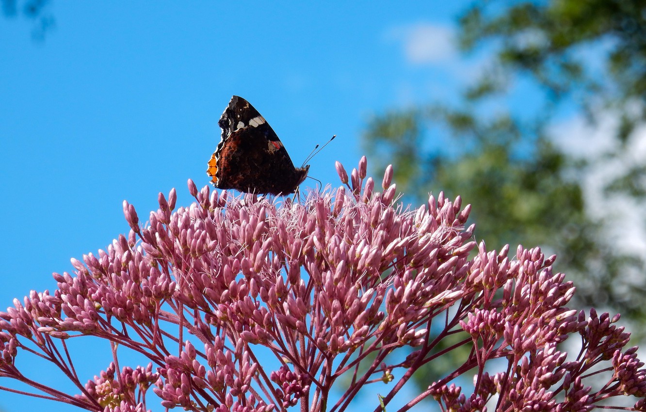 Photo Wallpaper Flower, Grass, Flowers, Widescreen, - Monarch Butterfly - HD Wallpaper 