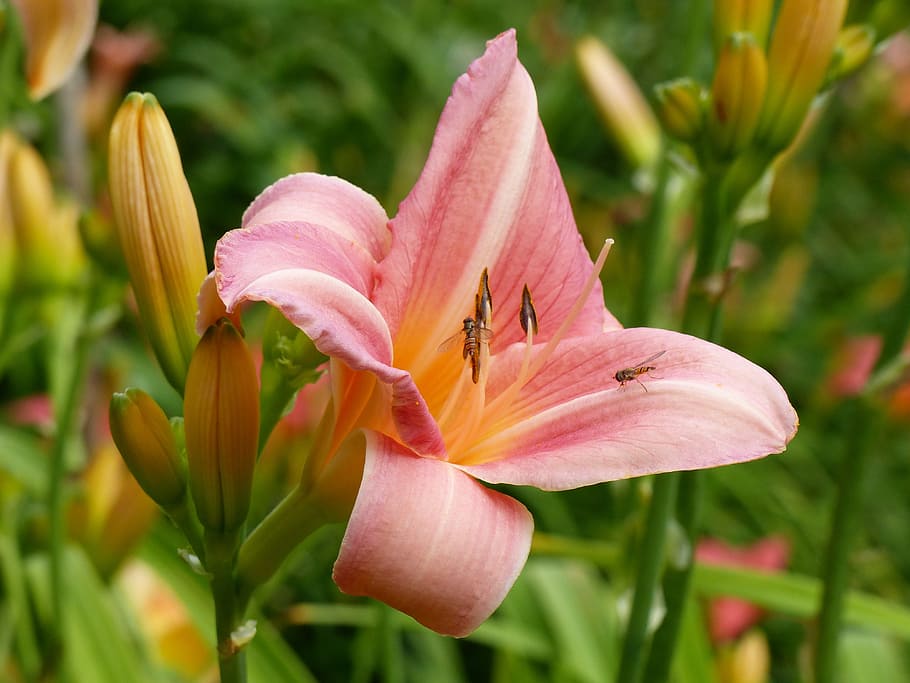 Daylily, Flower, Buds, Salmon Pink, Summer, Garden, - Peruvian Daylily Flower - HD Wallpaper 