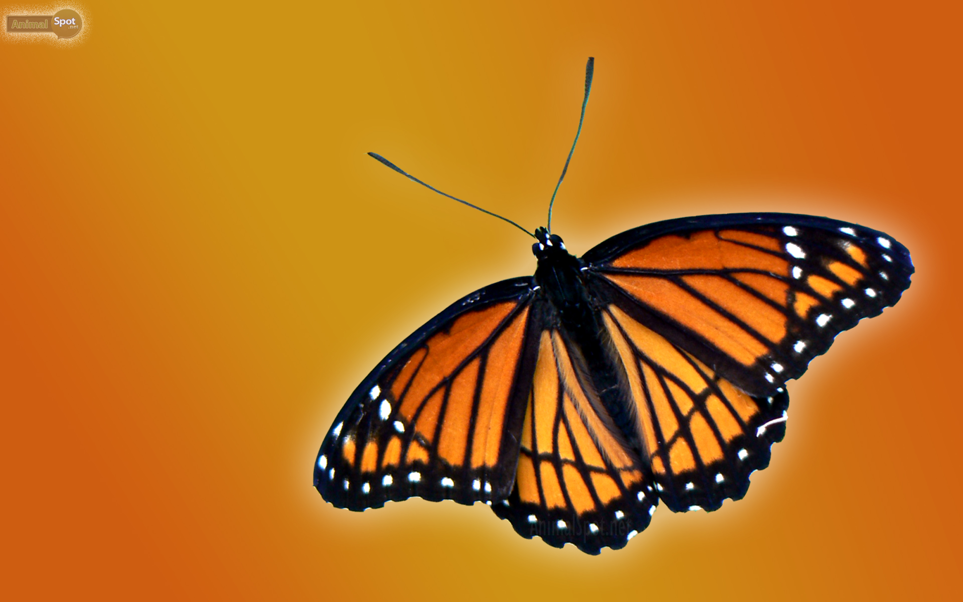 Butterfly Wallpapers Free Download Cute Colorful Hd - Viceroy Butterfly - HD Wallpaper 