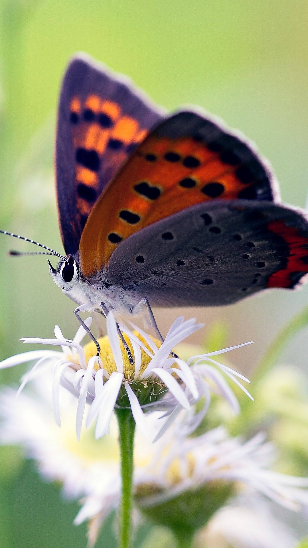 Butterfly Wallpaper Full Screen Hd - HD Wallpaper 