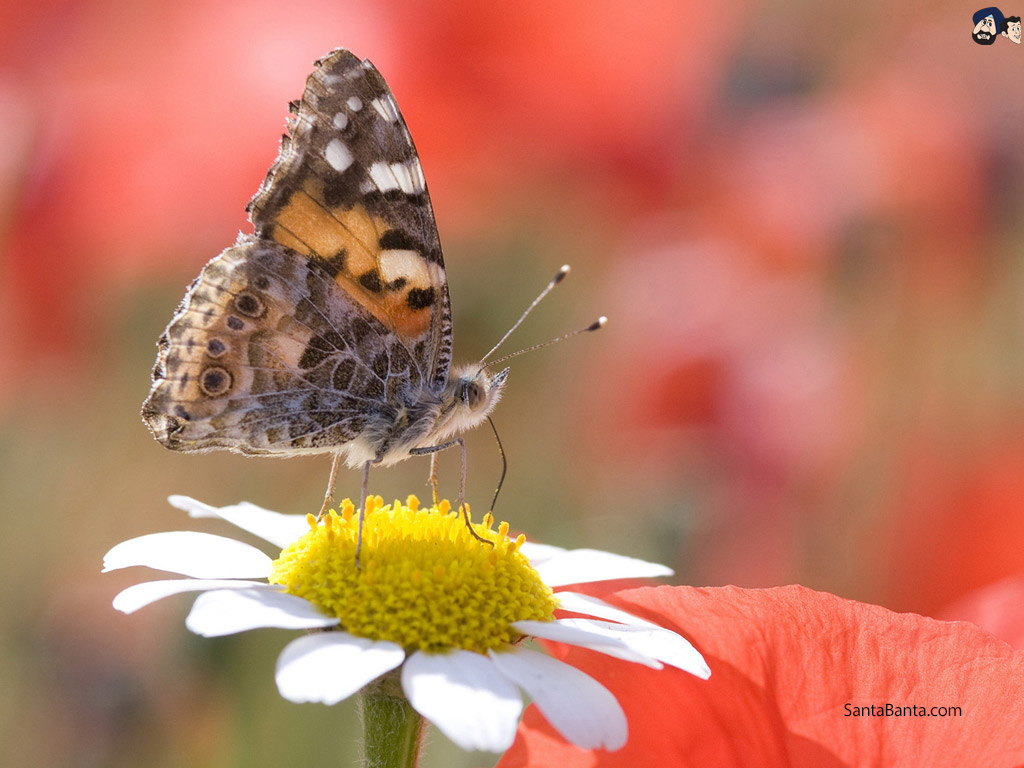 Butterfly Wallpaper - May God Showers His Blessings Quotes - HD Wallpaper 
