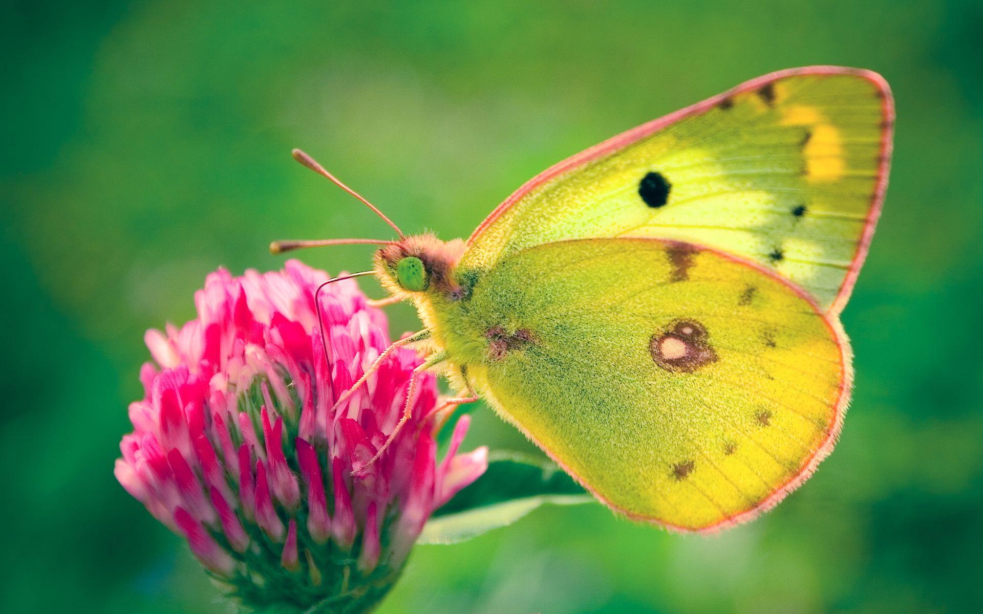 Yellow And Pink Butterfly - HD Wallpaper 
