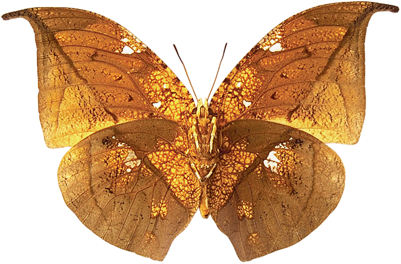 Portable Network Graphics - HD Wallpaper 