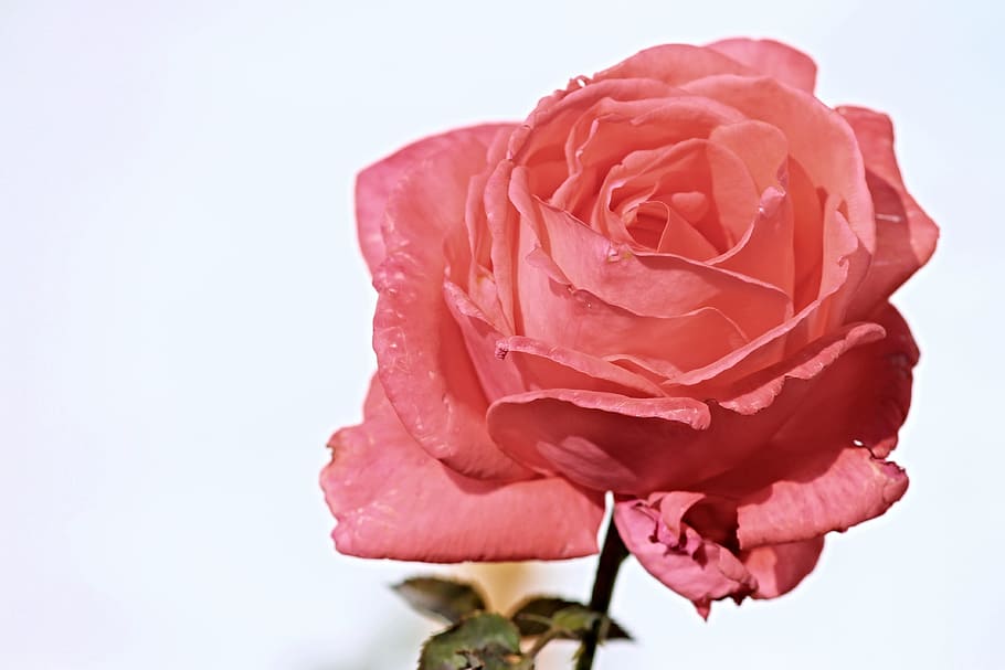 Close-up Photography Of Red Rose, Pink, Salmon, Pink - Nail Polish - HD Wallpaper 